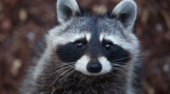 Raccoon Climbs Building Story