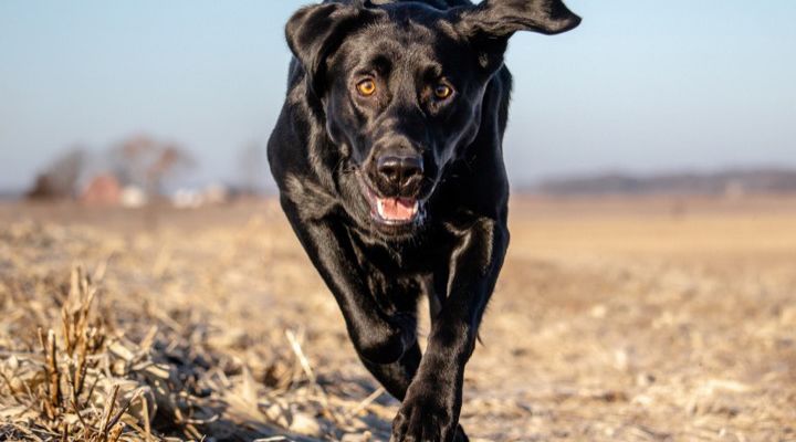 Service Dogs Story