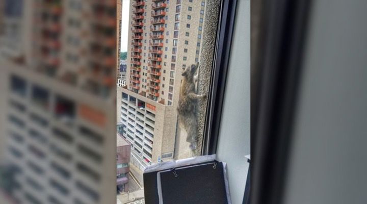 Raccoon Climbs Building Story