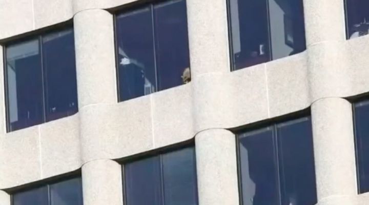 Raccoon Climbs Building Story