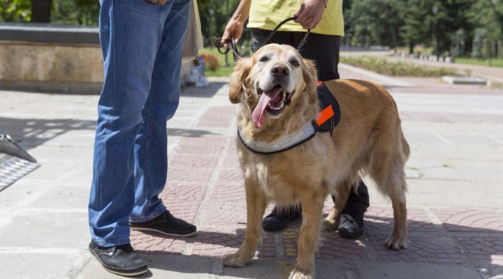 Service Dogs Story