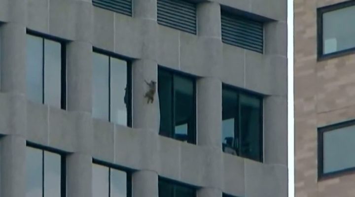 Raccoon Climbs Building Story