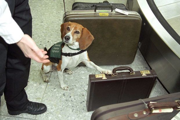 Airline Security Canine Story