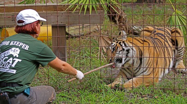 Tiger Cub Saved Story