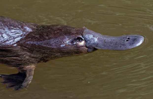 Deadliest Animals in Australia