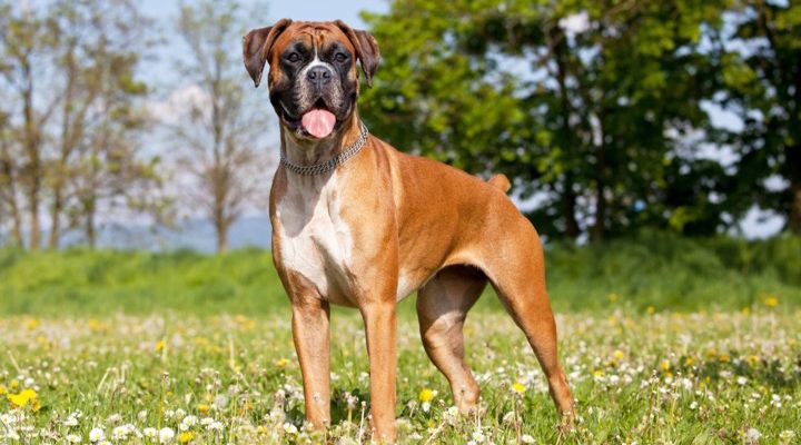 Dangerous Dog Breeds