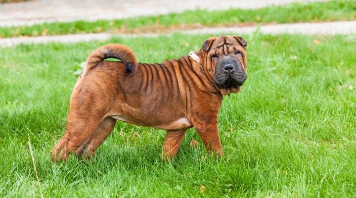 Dangerous Dog Breeds