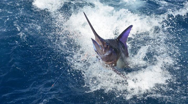 Record Blue Marlin Story