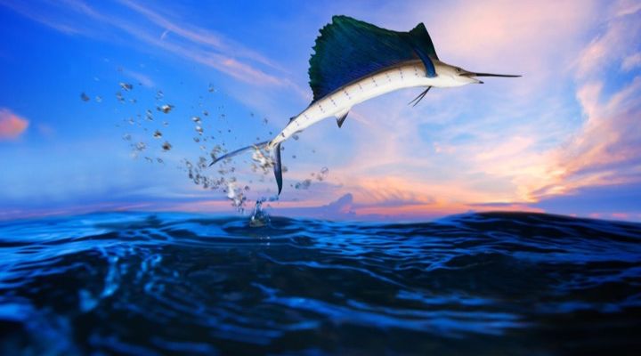 Record Blue Marlin Story