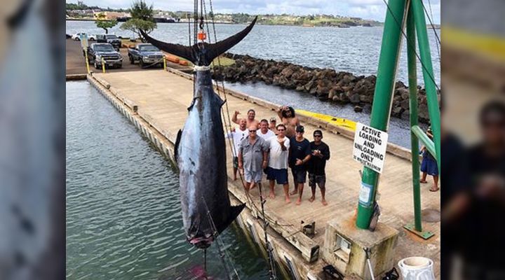 Record Blue Marlin Story