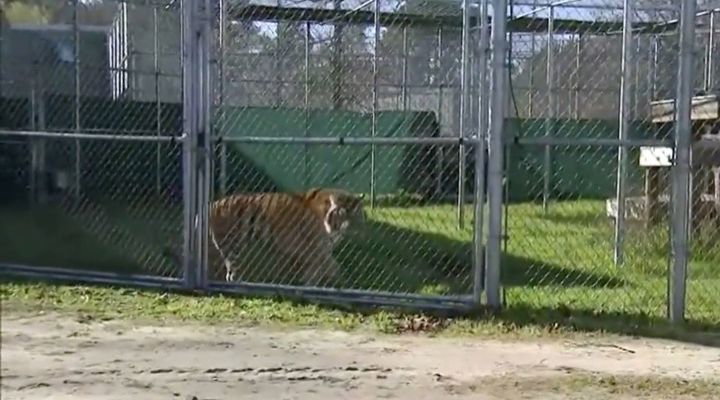 Abandoned House Tiger Story