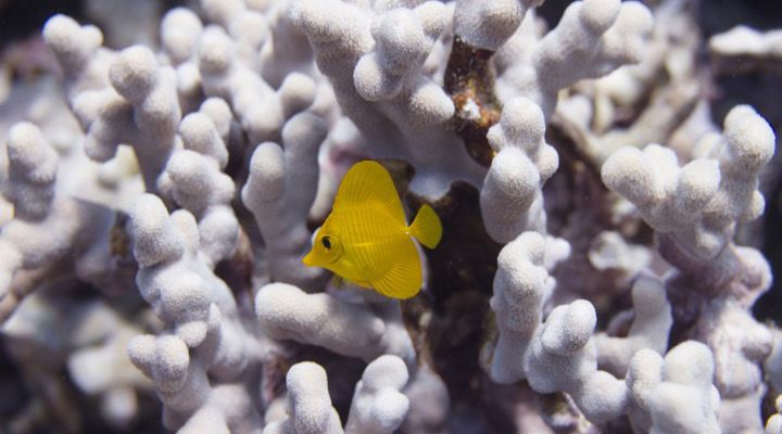 RangerBot Great Barrier Reef